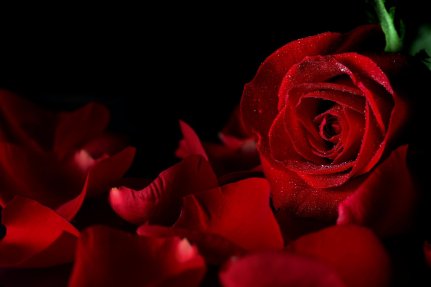 rose-red-drops-bud-petals-black-background-flower